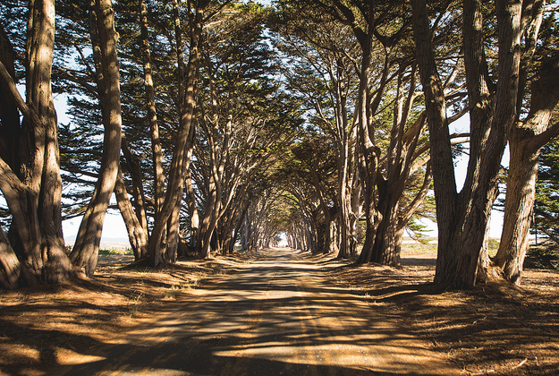 2000 Year Old Trees in California 2000 Year Old Trees in California