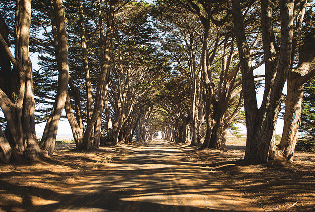 2000 Year Old Trees in California