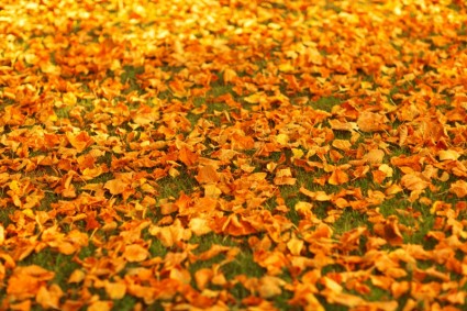 Autumn Leaves On the Ground