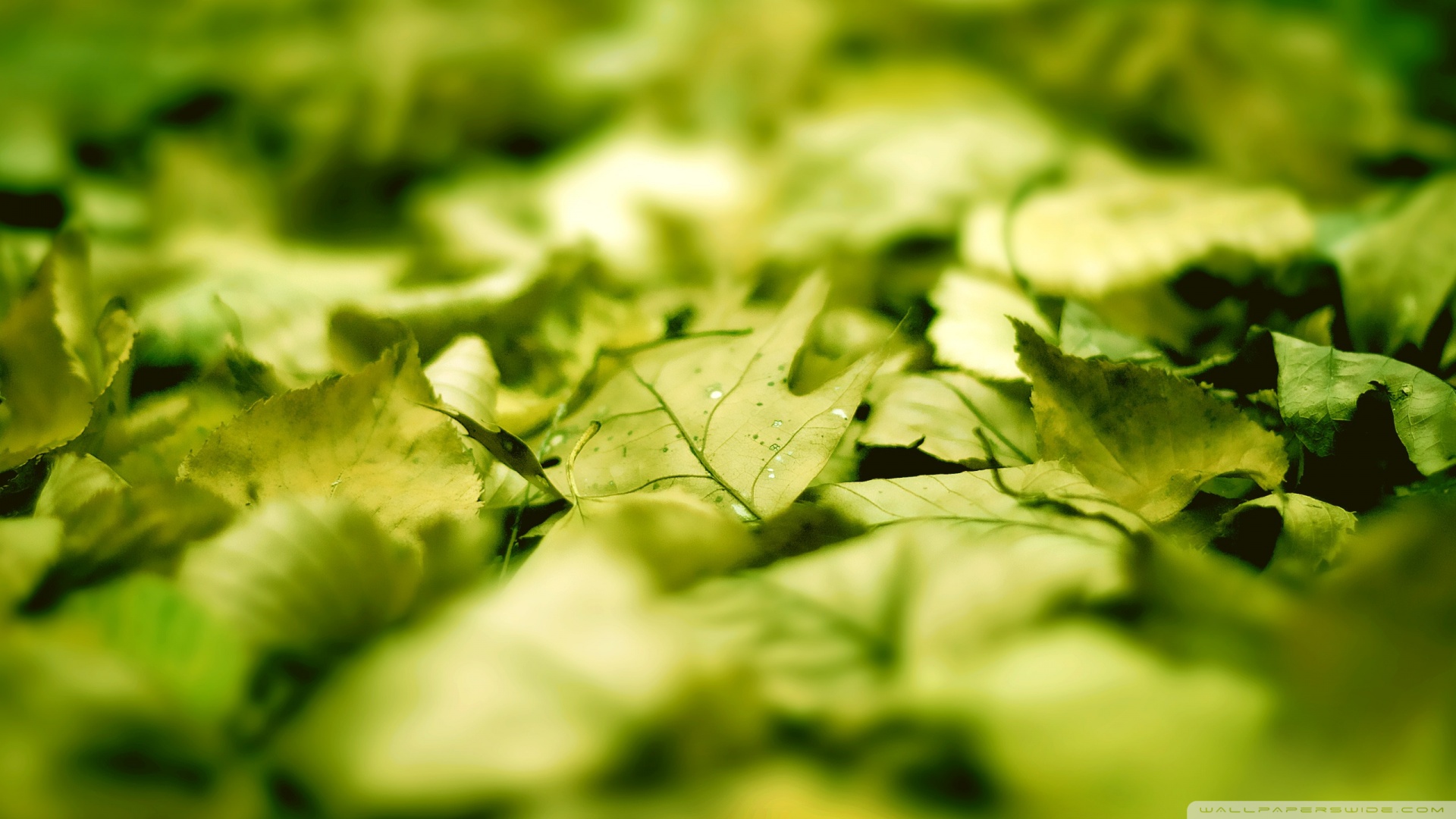 Beautiful Green Leaves Wallpaper