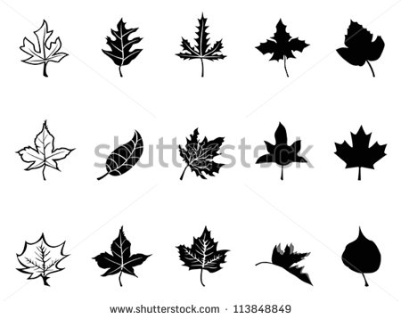 Black Maple Leaves