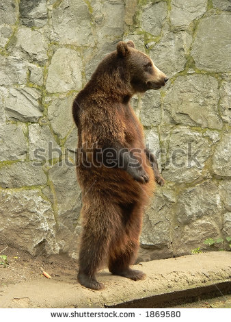 Brown Bear Standing Up