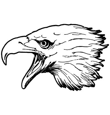 Eagle Head Line Drawing