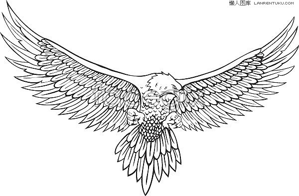 Eagle Wings Spread Drawing