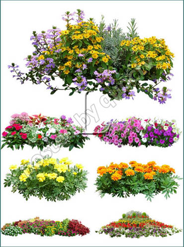 Flowers Plants Photoshop Flowers Plants Photoshop