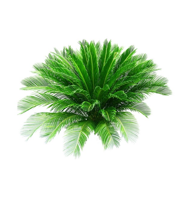 Free Plant Graphics Photoshop Free Plant Graphics Photoshop