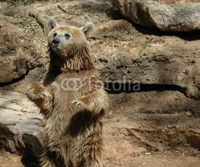 Grizzly Bear Standing Up