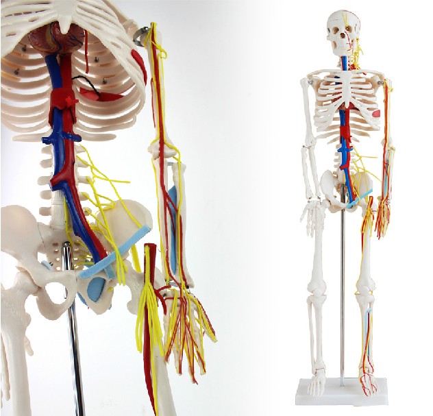 Human Body Skeleton Model Human Body Skeleton Model