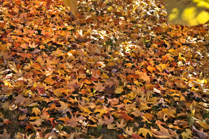 Leaves Covering Ground