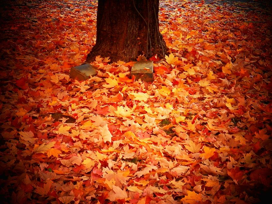 Leaves On Ground