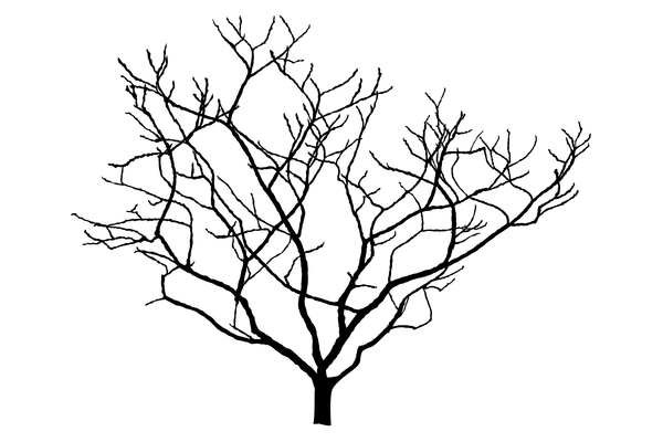 Magnolia Tree Silhouette