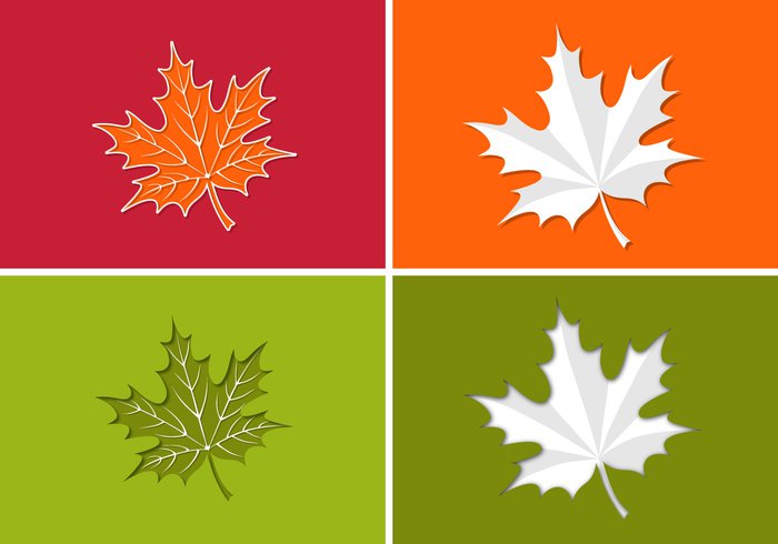 Maple Leaf Vector Art
