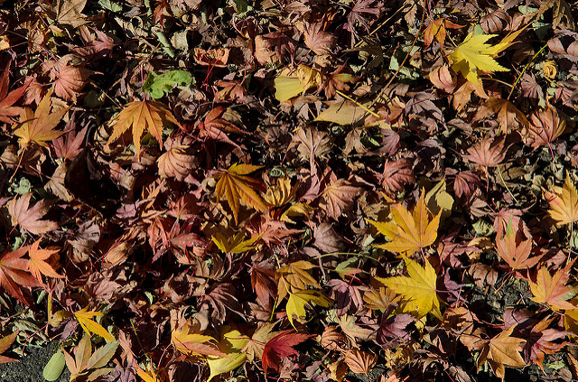 Maple Leaves On Ground