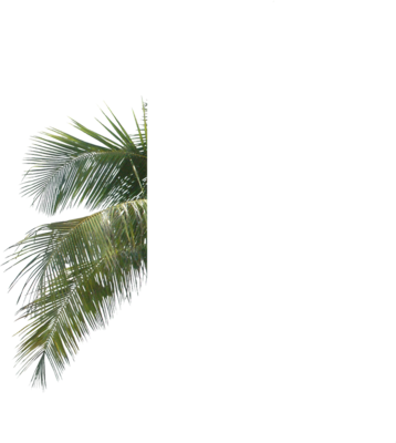 Palm Tree Leaf Branch PNG