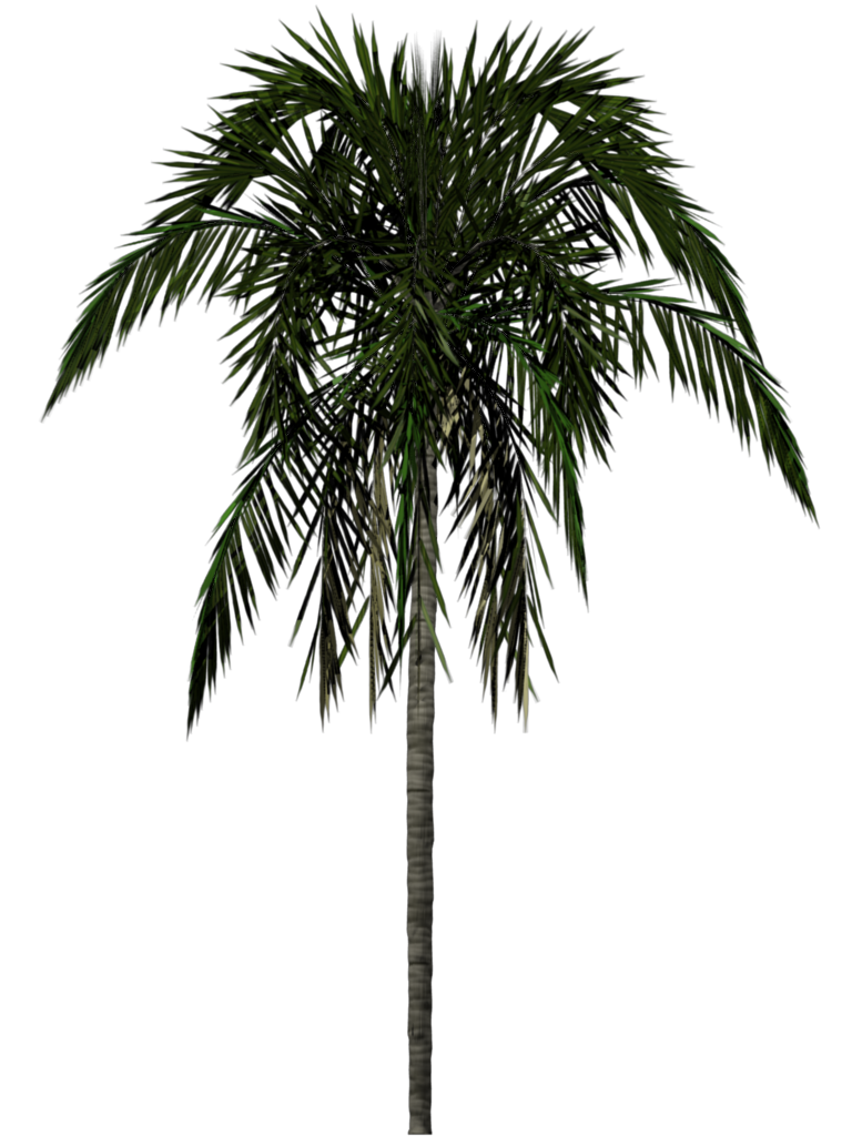 Palm Tree Leaf Texture PNG
