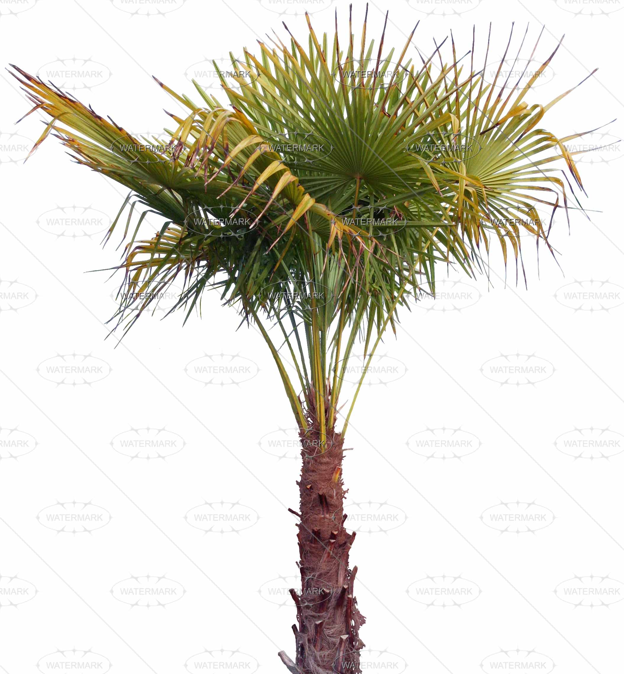 Palm Tree PSD