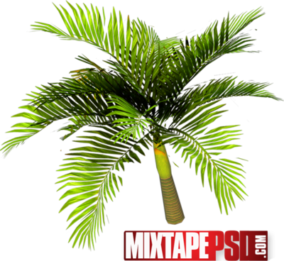 Palm Tree PSD