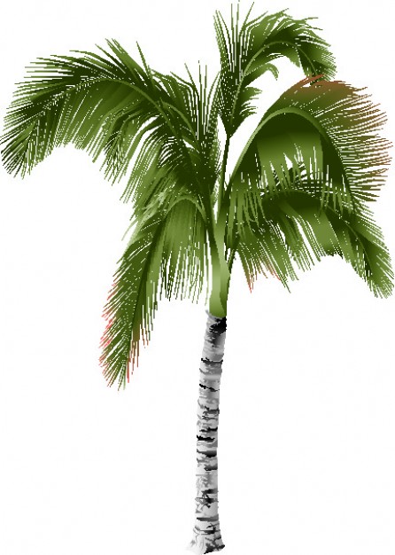 Palm Tree Vector Free Download