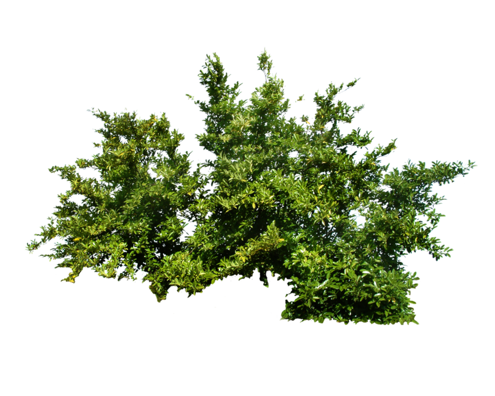 Photoshop Bushes Plants Photoshop Bushes Plants