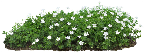 Photoshop Bushes with Flowers Photoshop Bushes with Flowers
