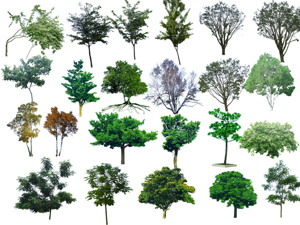 Photoshop Transparent Trees and Shrubs Photoshop Transparent Trees and Shrubs