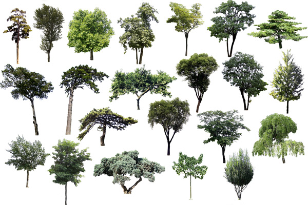 Photoshop Transparent Trees and Shrubs