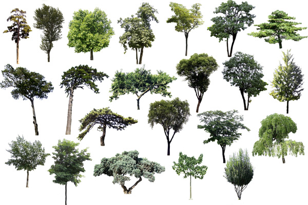Photoshop Transparent Trees and Shrubs Photoshop Transparent Trees and Shrubs
