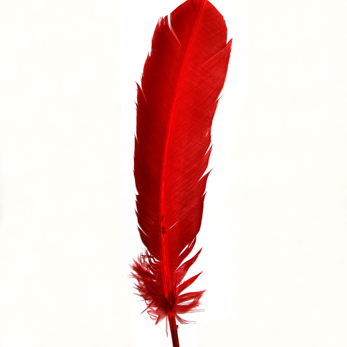 Red Indian Feather Clip Art