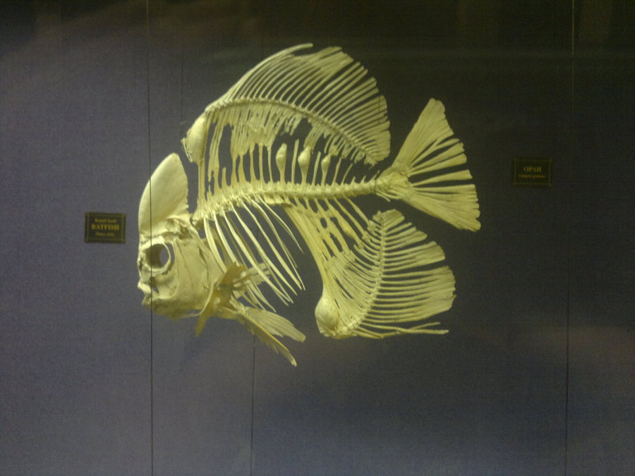 Skeleton Fish Graphics