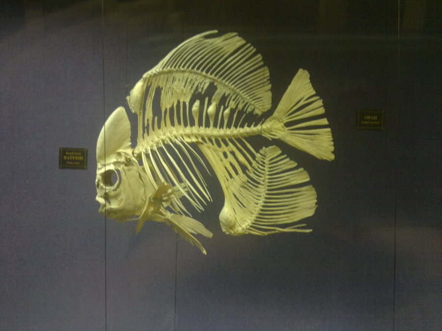 Skeleton Fish Graphics Skeleton Fish Graphics