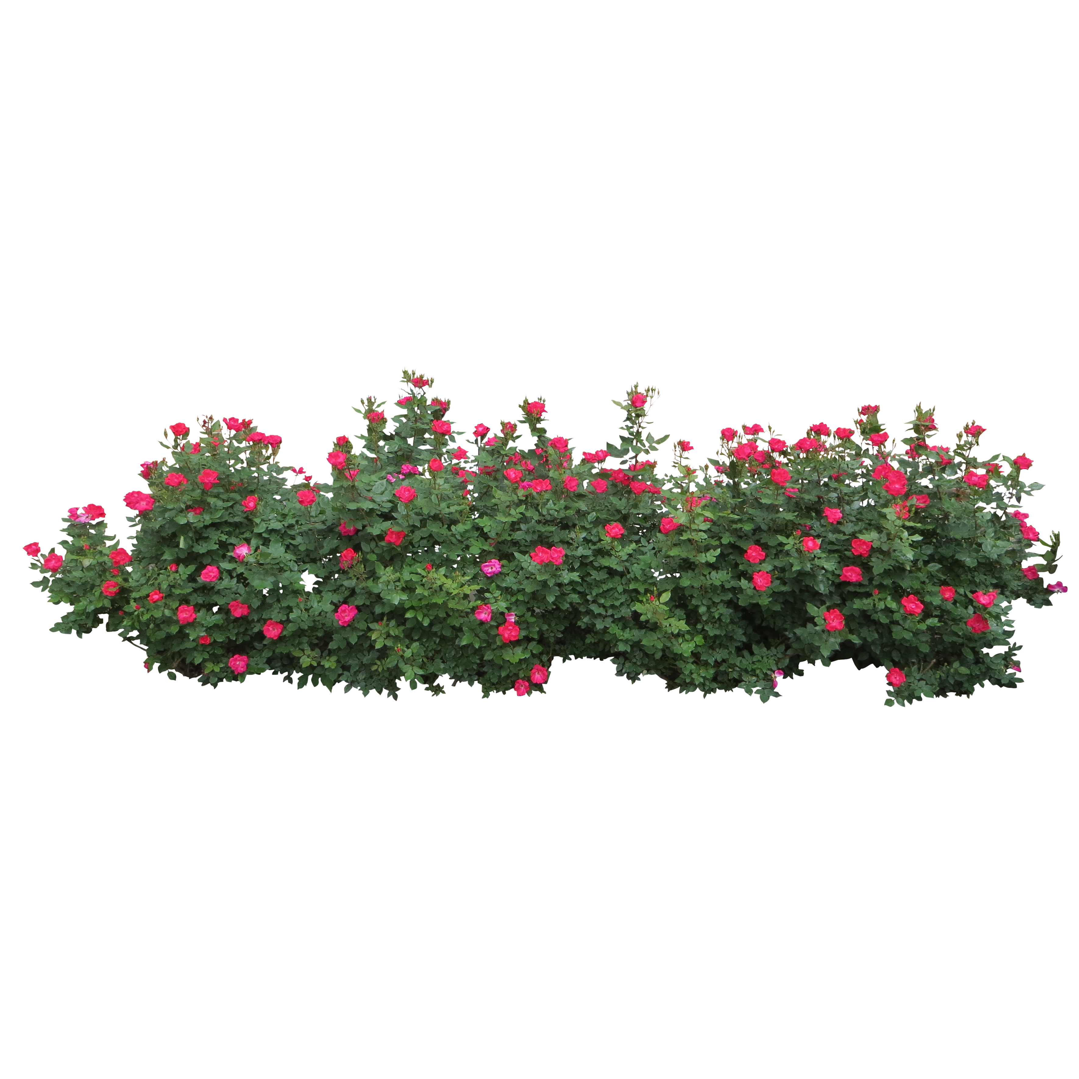 Transparent Rose Bushes Transparent Rose Bushes