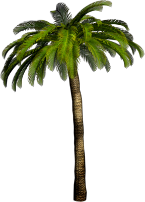 Tropical Palm Tree Photoshop