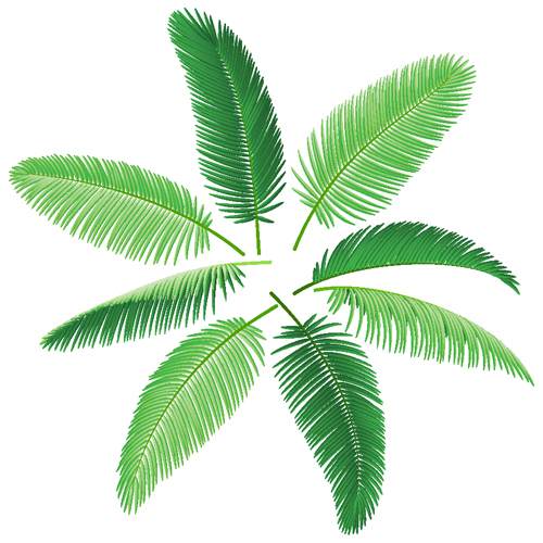 Vector Palm Leaves