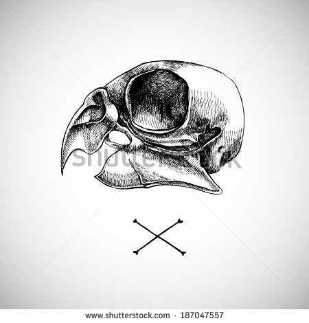 Bird Skull Illustration