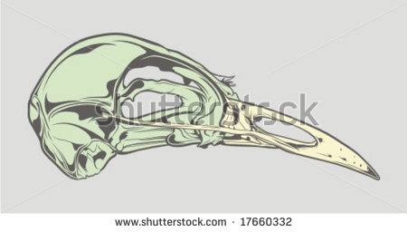 Bird Skull