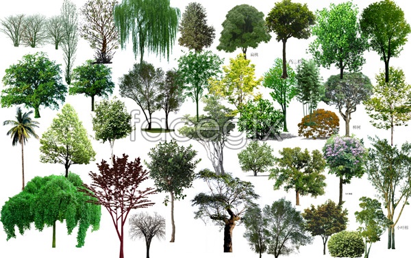 Birds Eye View Tree Birds Eye View Tree
