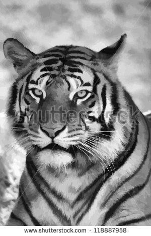 Black and White Tiger Face