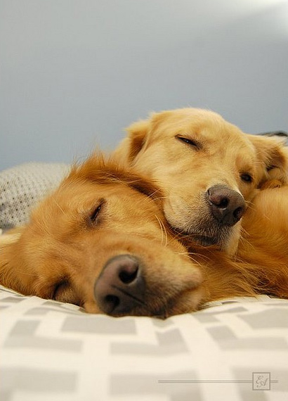 Cute Dogs Sleeping Together