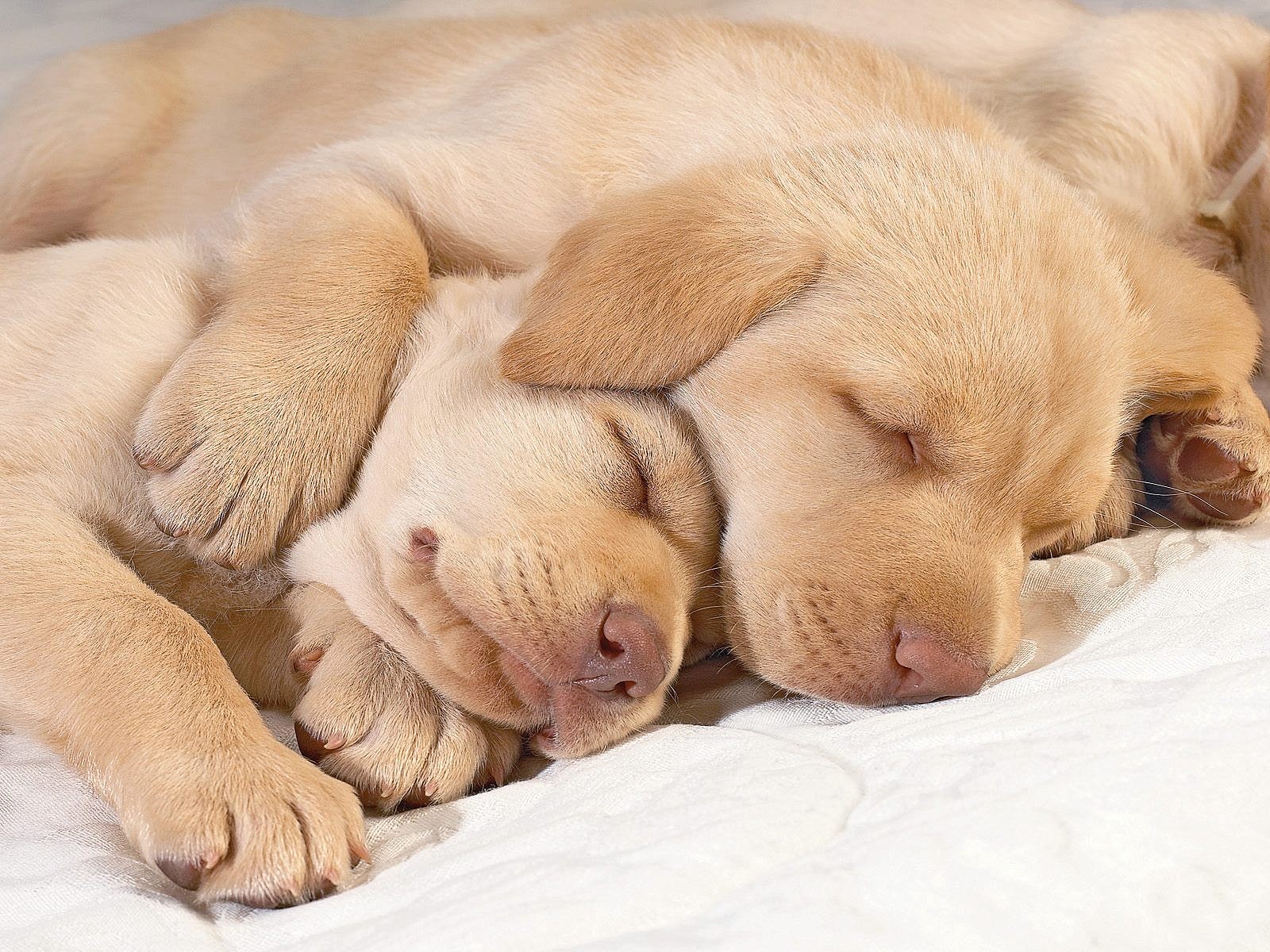 Cute Puppies Hugging Each Other