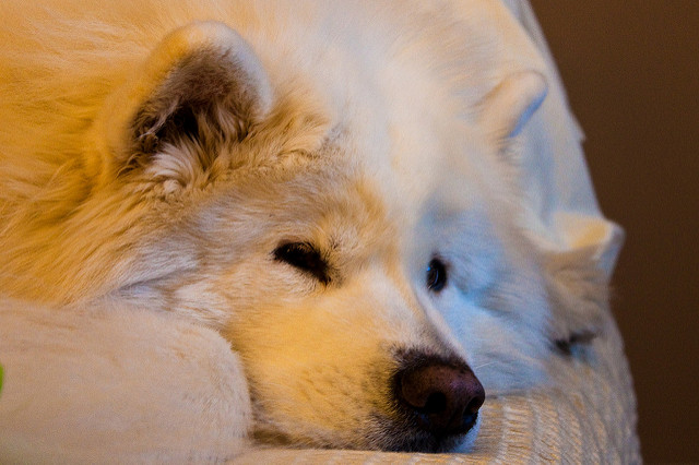 Cute Samoyed Puppies Sleeping