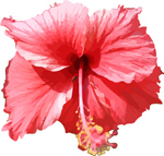 Free Hibiscus Vector