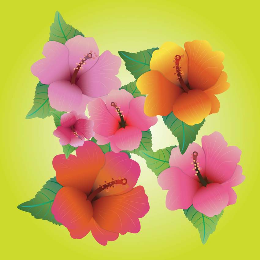 Hibiscus Vector Free Download