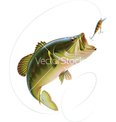 Largemouth Bass Vector Art