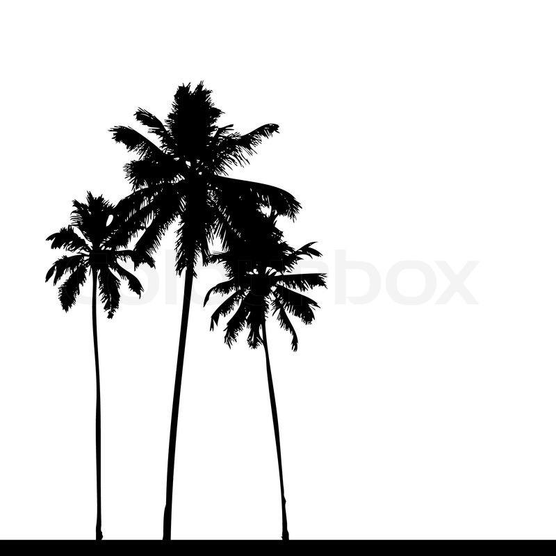 Palm Tree Silhouette