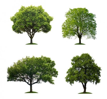 Photoshop Trees Free Download