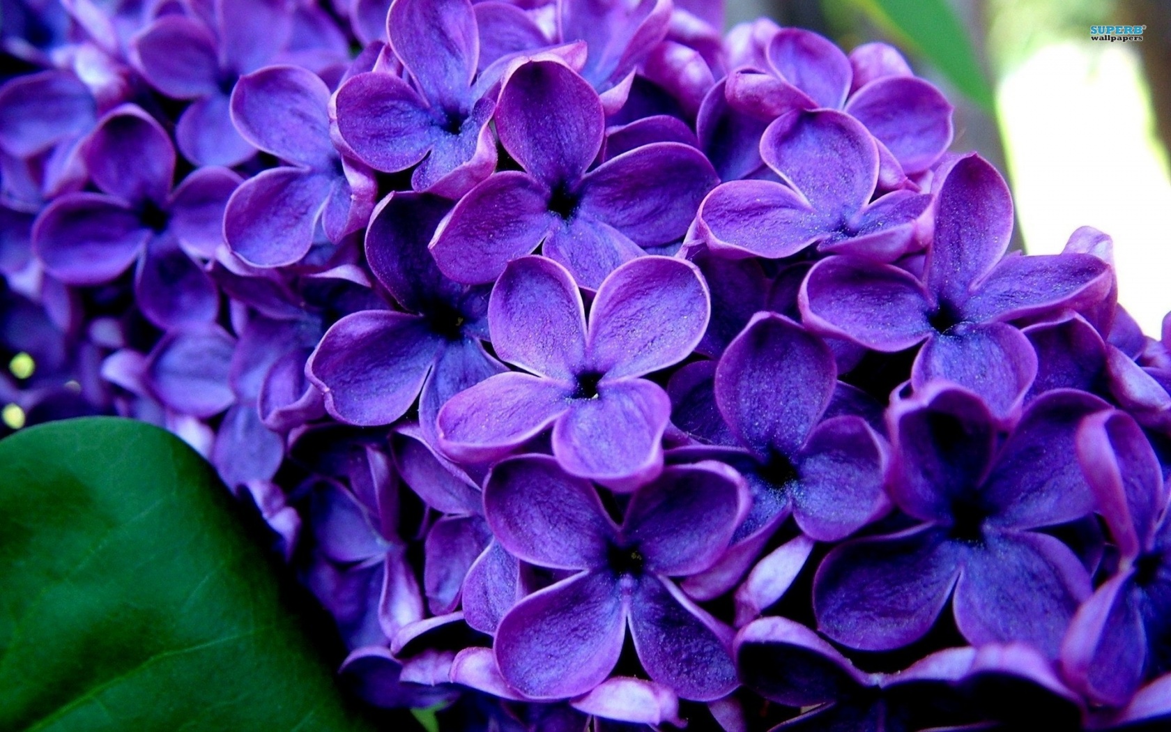 Purple Lilac Flowers