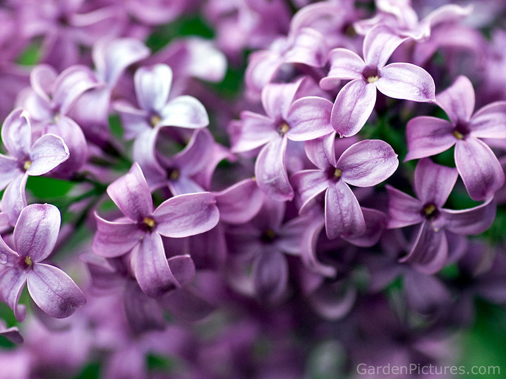 Purple Lilac Flowers