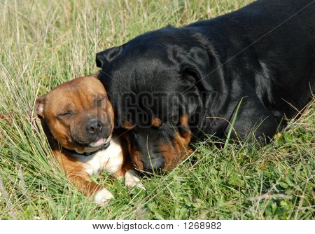 Rottweiler Bull Mastiff Rottweiler Bull Mastiff