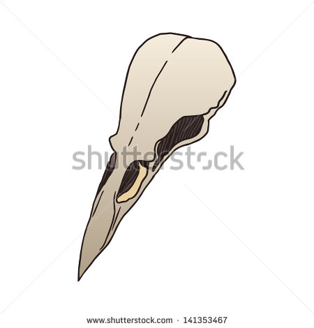 Skull Vector Illustration