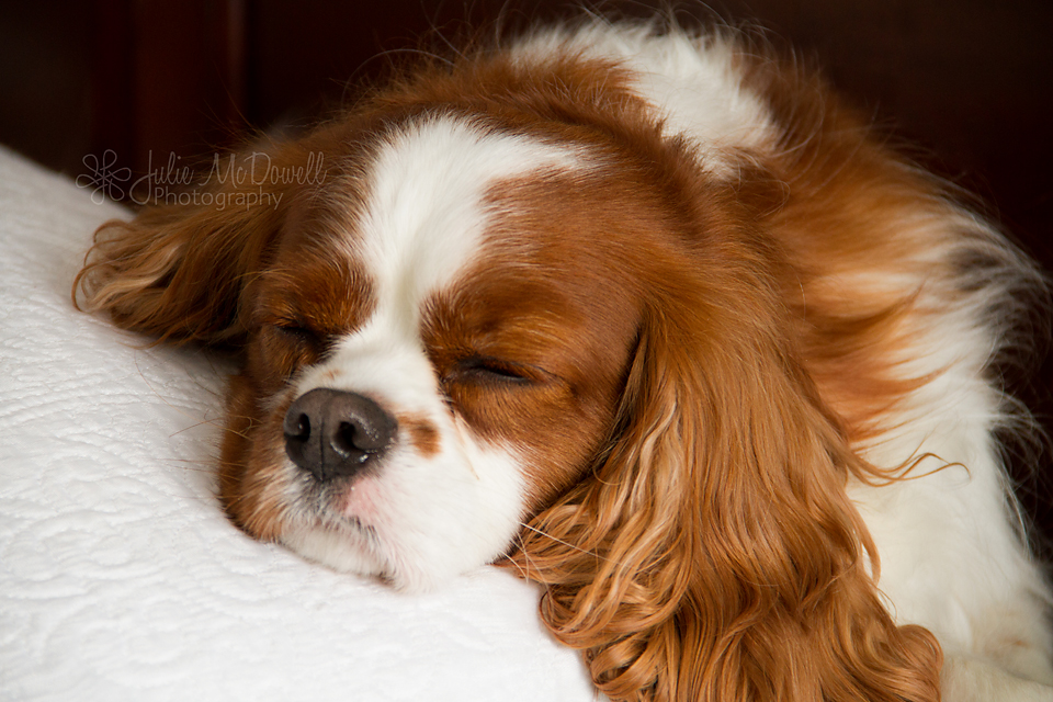 Sleeping Dog Photography Sleeping Dog Photography